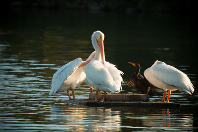 Close-up of pelican on lake