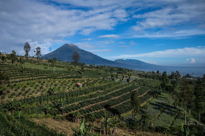 Scenic view of agricultural field against sky