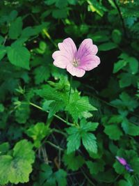 Close-up of pink flower growing on plant