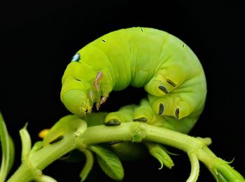 Close-up of insect on leaf against black background