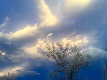 Low angle view of bare tree against sky