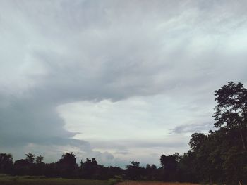 Low angle view of trees on field against sky