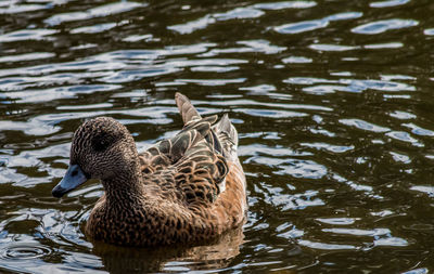 Mallard ducks swimming in lake