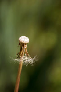 Close-up of flower against blurred background