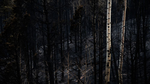 Bare trees in burnt forest