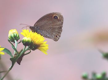 Close-up of butterfly pollinating on flower