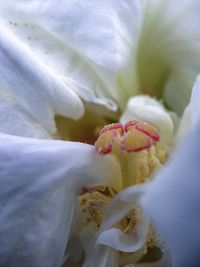 Close-up of fresh rose blooming outdoors