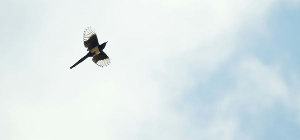 Low angle view of birds flying in sky