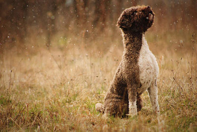 Dog waiting for command