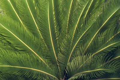 Cycas revoluta / sago palm, closeup of leaves