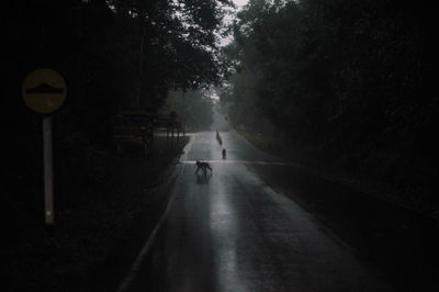 Road along trees