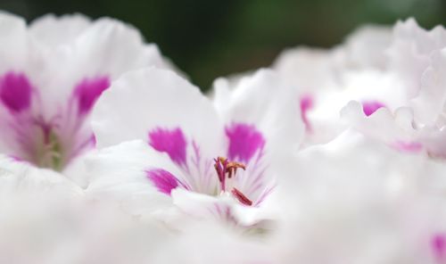 Close-up of pink cherry blossom