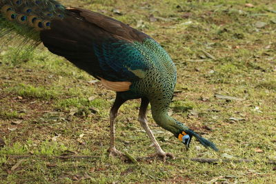 Close-up of peacock bird on field
