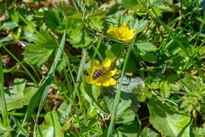 Close-up of yellow butterfly on plant