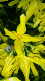 Close-up of yellow flowers