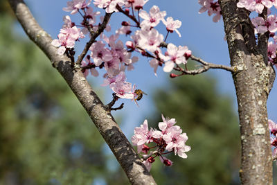 Close-up of cherry blossom tree