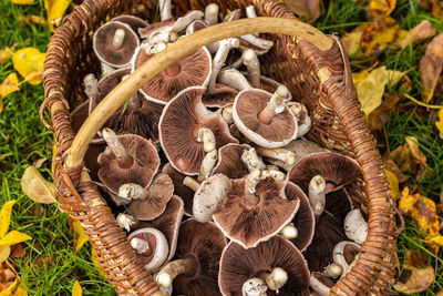 High angle view of mushrooms