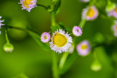 Close-up of purple flowering plant