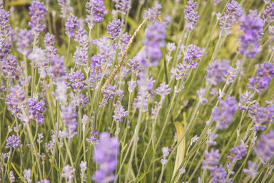 Close-up of purple flowers blooming in field