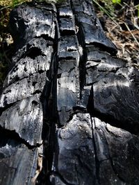 Close-up of tree trunk