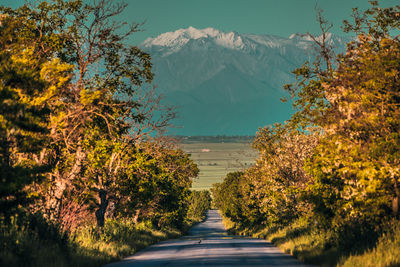 Road amidst plants and trees during autumn