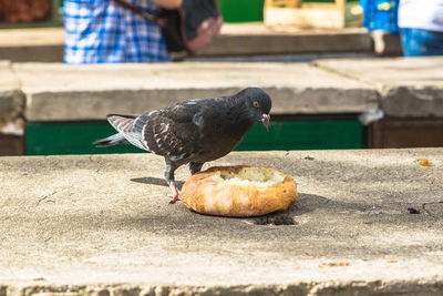 Close-up of bird eating food