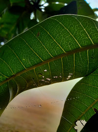 Close-up of raindrops on leaves