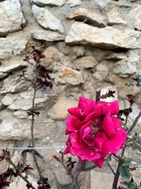 Close-up of rose against wall