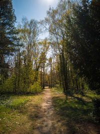 Pine trees in forest against sky