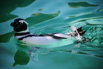 High angle view of duck swimming in lake