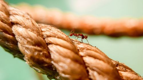 Close-up of insect