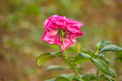 Close-up of pink rose