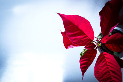 Low angle view of red flowering plant against sky