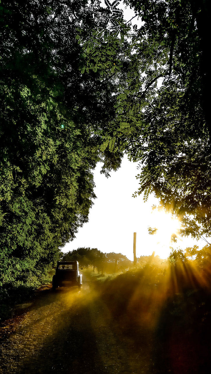 VIEW OF TREES ON ROAD