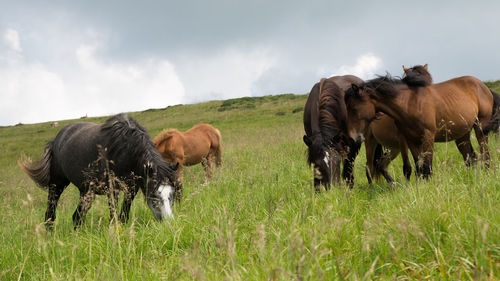 Horses grazing in a field
