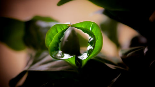 Close-up of green plant