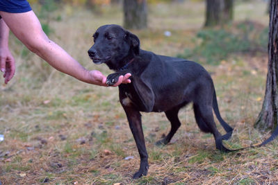 Black dog on field