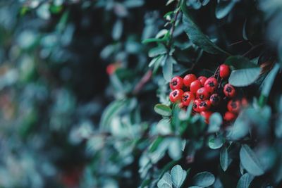 Close-up of red berries growing on plant