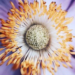 Close-up of sunflower blooming outdoors