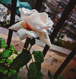 Close-up of white rose on plant