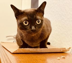 Close-up portrait of a cat