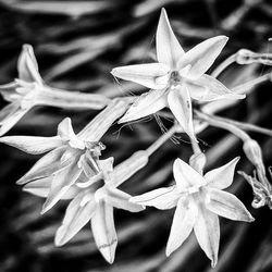 Close-up of flowers