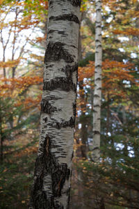 View of tree trunk in forest
