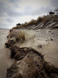 Driftwood on beach against sky