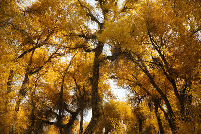 Low angle view of autumnal trees