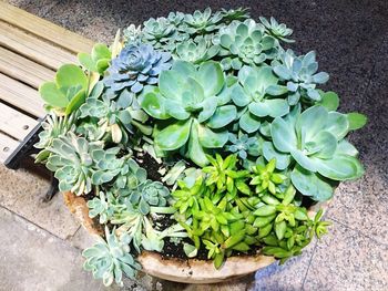 High angle view of plants