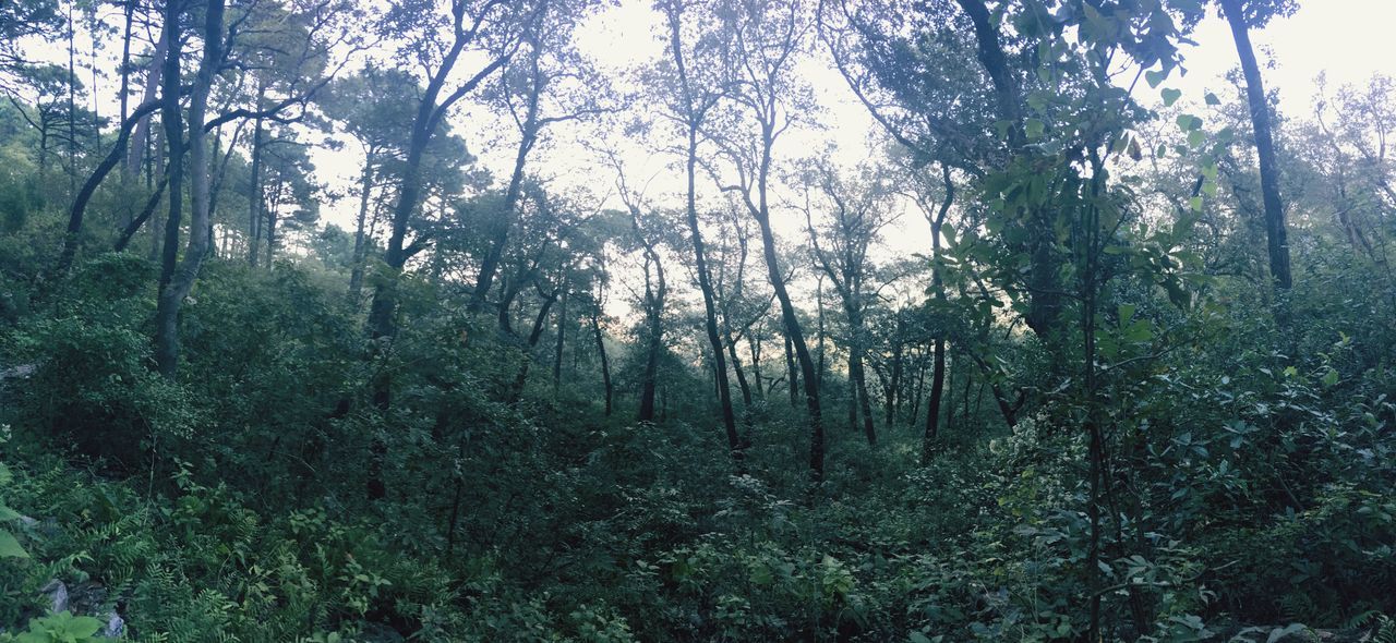 VIEW OF TREES IN FOREST