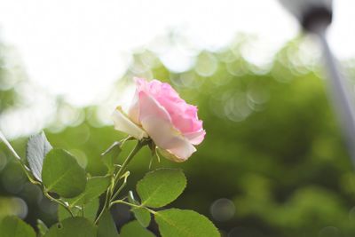 Close-up of pink flowers