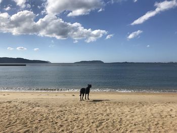 Dog on beach