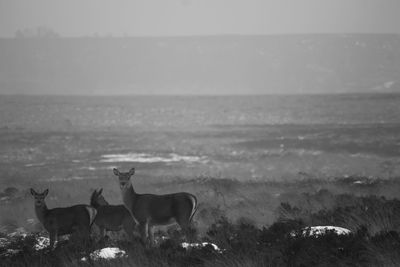 Deer standing on landscape